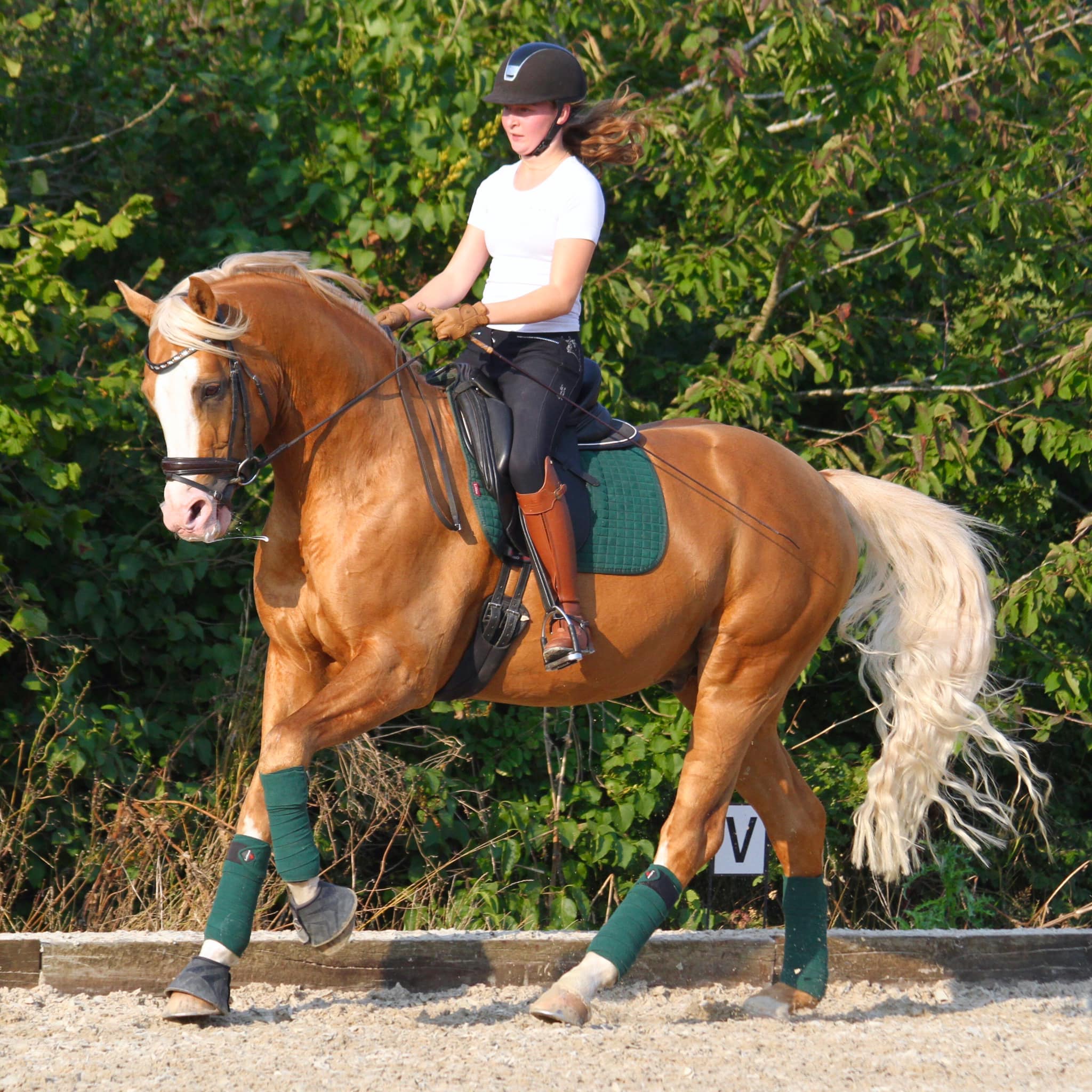 Palomino Sport Horse Stallion 